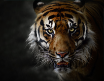 tigre siberia dezoos